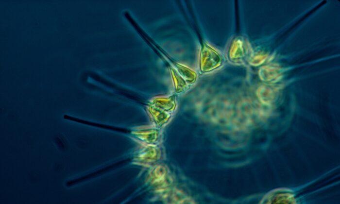 Phytoplankton Predicted to Increase By 2100, Researchers Say