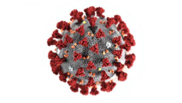 The 2019 Novel Coronavirus (2019-nCoV) in an illustration photo. (Centers for Disease Control and Prevention via AP)