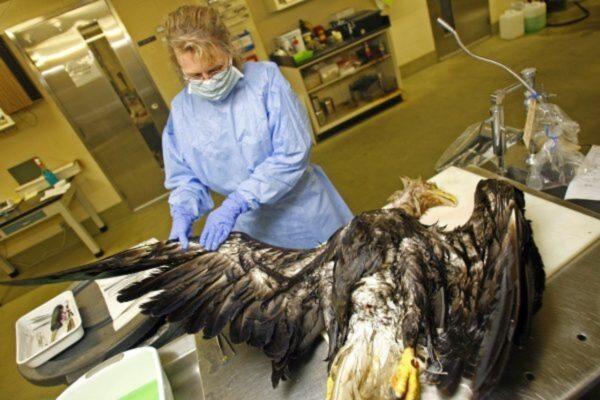 U.S. Geological Survey (USGS) Wildlife Pathologist Carol Meteyer inspects a dead adult female Bald Eagle in Madison, Wisconsin, on June 6, 2006. (Photo by Darren Hauck/Getty Images)