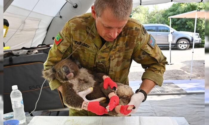 Australian Army Deployed to Lend a Helping Hand to Support Endangered Koalas at Wildlife Park
