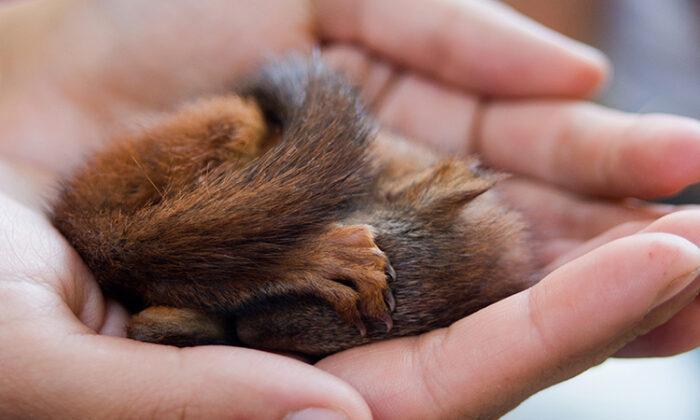 Dying Little Critter Rescued From Street Surprises All After Growing Up