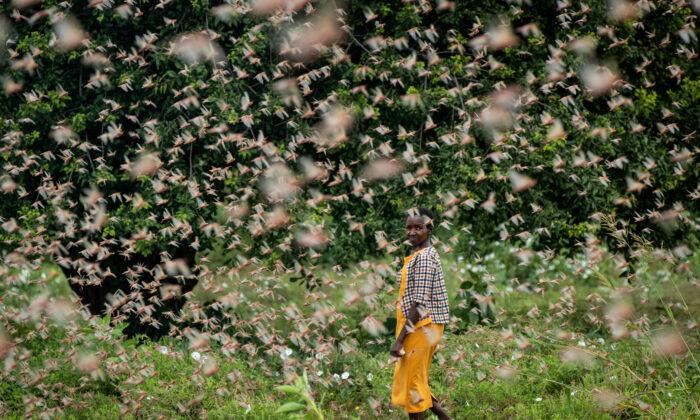 Spray Planes Combat Huge Locust Swarms in East Africa