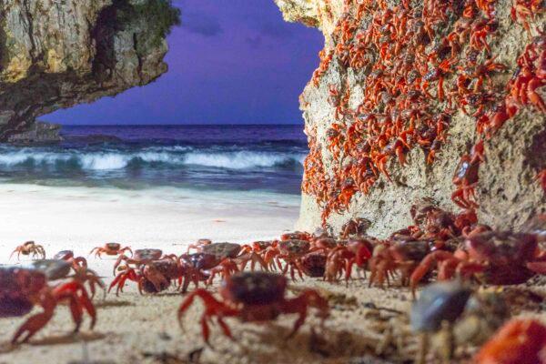 Red crabs on Christmas Island, Australia. (Chris Bray)
