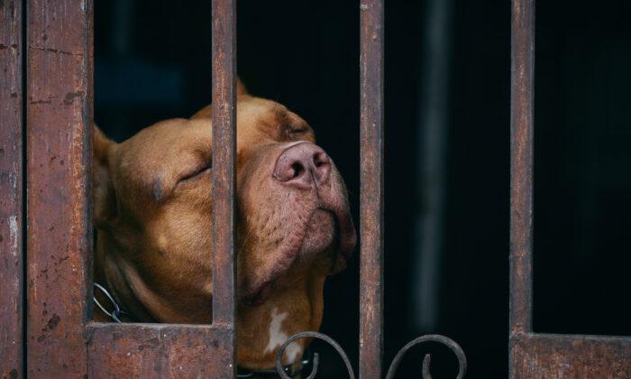 Heartbroken Dog Sheds ‘Tears of Sadness’ After Being Abandoned at Shelter