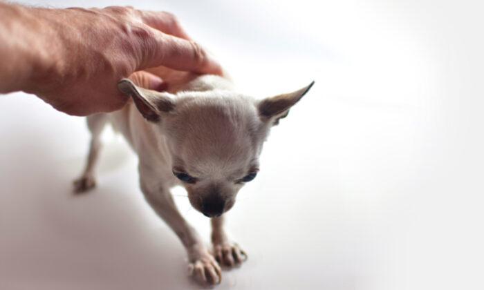 Starving Stray Chihuahua Too Weak to Walk Gets Saved and Makes Amazing Transformation