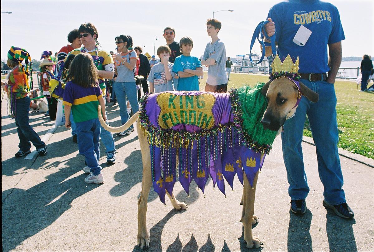 At the Krewe of Barkus Parade, dogs get into the carnival spirit. (VisitLakeCharles.org)