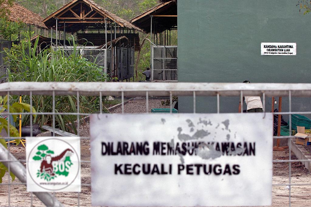 A view of the Borneo Orangutan Survival Foundation's quarantine area for orangutans in Nyaru Menteng, Central Kalimantan. (BAY ISMOYO/AFP via Getty Images)