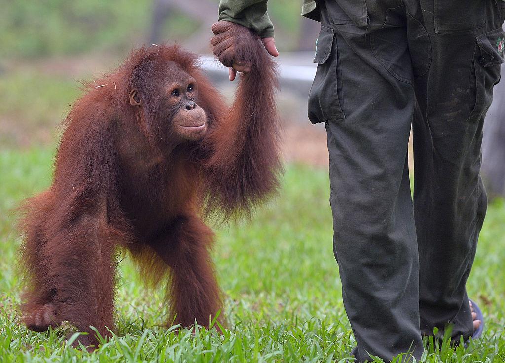 An orangutan holding a worker's hand as it plays outside its cage at the rehabilitation center operated by the Borneo Orangutan Survival Foundation on the outskirts of Palangkaraya in Central Kalimantan. (BAY ISMOYO/AFP via Getty Images)