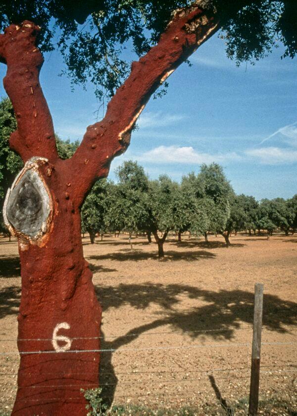 After a cork tree reaches about twenty-five years, it can be harvested once every nine years over a period of about 200 years. (Fred J. Eckert)