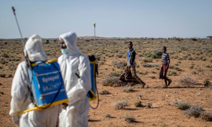 ‘Where It Begins’: Young Hungry Locusts Bulk up in Somalia