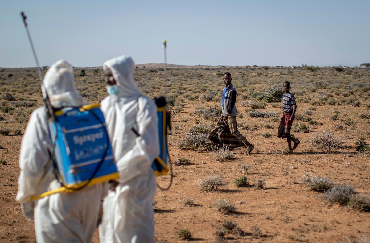 Pest-control sprayers in the Puntland region of Somalia on Feb. 4, 2020. (Ben Curtis/AP Photo)