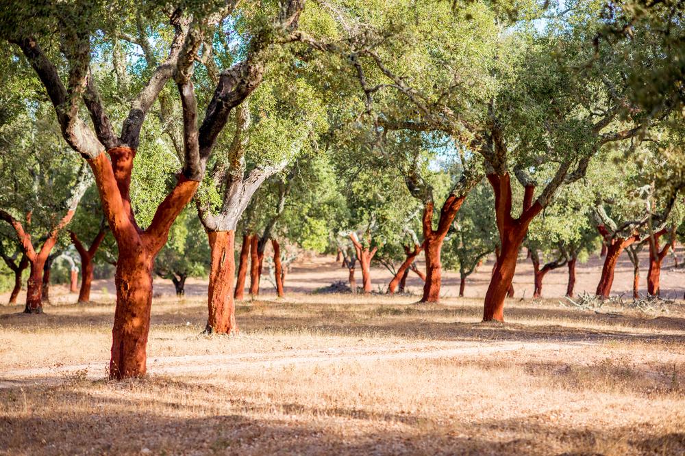 A plantation of cork trees. (Shutterstock)