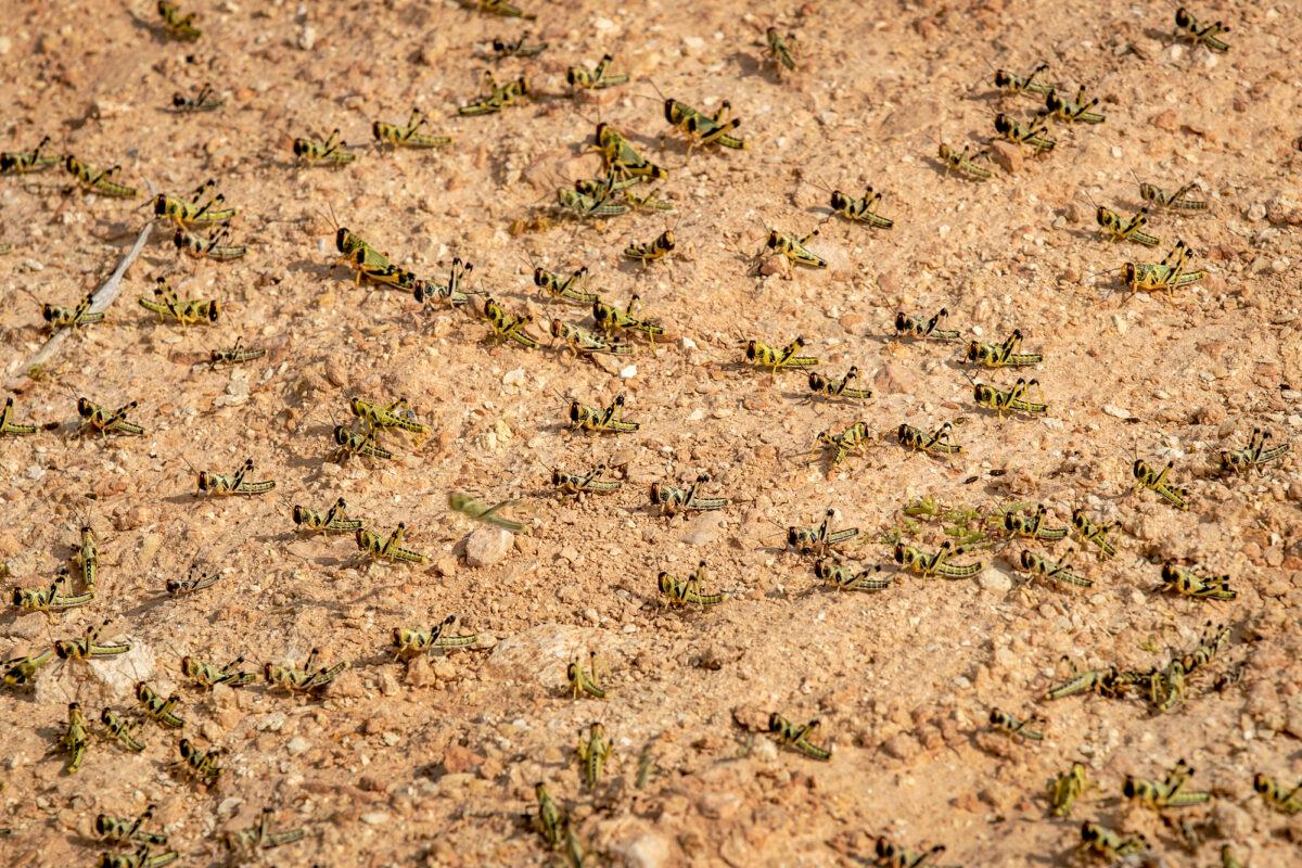 Young desert locusts that have not yet grown wings cover the ground in the desert near Garowe, in the semi-autonomous Puntland region of Somalia on Wednesday, Feb. 5, 2020. (Ben Curtis/AP Photo)