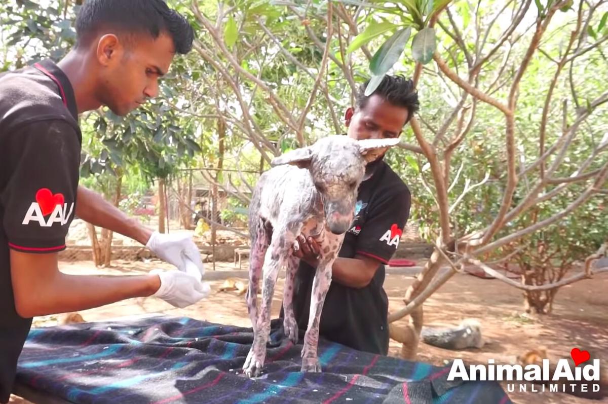 (Courtesy of <a href="https://www.youtube.com/watch?v=n-0E018wnkM">Animal Aid Unlimited, India</a>)