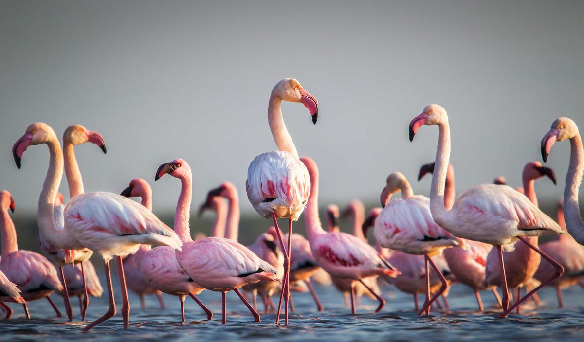 ©Shutterstock | <a href="https://www.shutterstock.com/image-photo/flamboyance-greater-flamingos-wading-water-golden-1047370639">John Michael Vosloo</a>