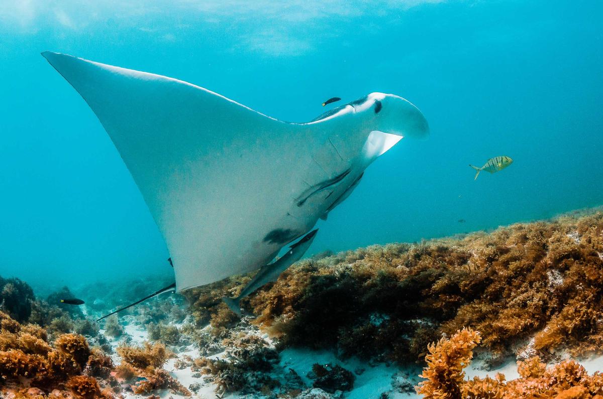 ©Shutterstock | <a href="https://www.shutterstock.com/image-photo/manta-ray-swimming-wild-clear-turquoise-1574707957">Aaronejbull87</a>