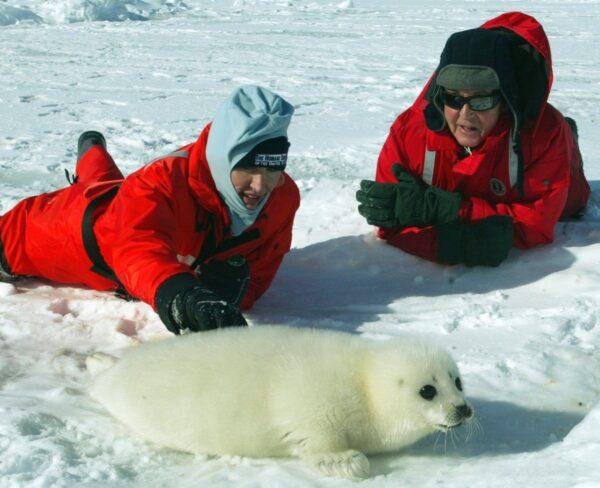 Former Beatle Paul McCartney and his then-wife Heather Mills pose with a baby seal on ice floes in the Gulf of St. Lawrence on March 2, 2006, as part of a high-profile protest against Canada’s annual seal hunt. (CP PHOTO/Tom Hanson)