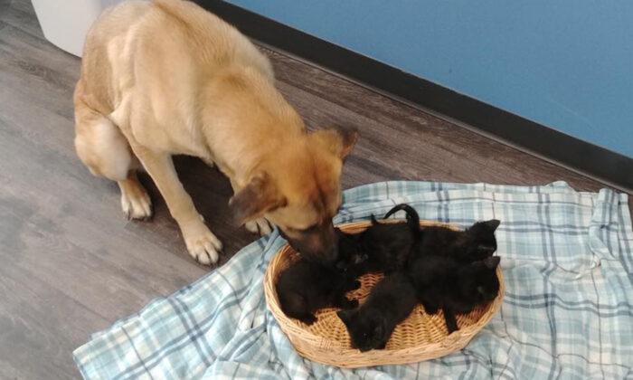 Stray Dog Found on Side of the Road in the Snow Cuddling 5 Orphaned Kittens to Keep Them Warm