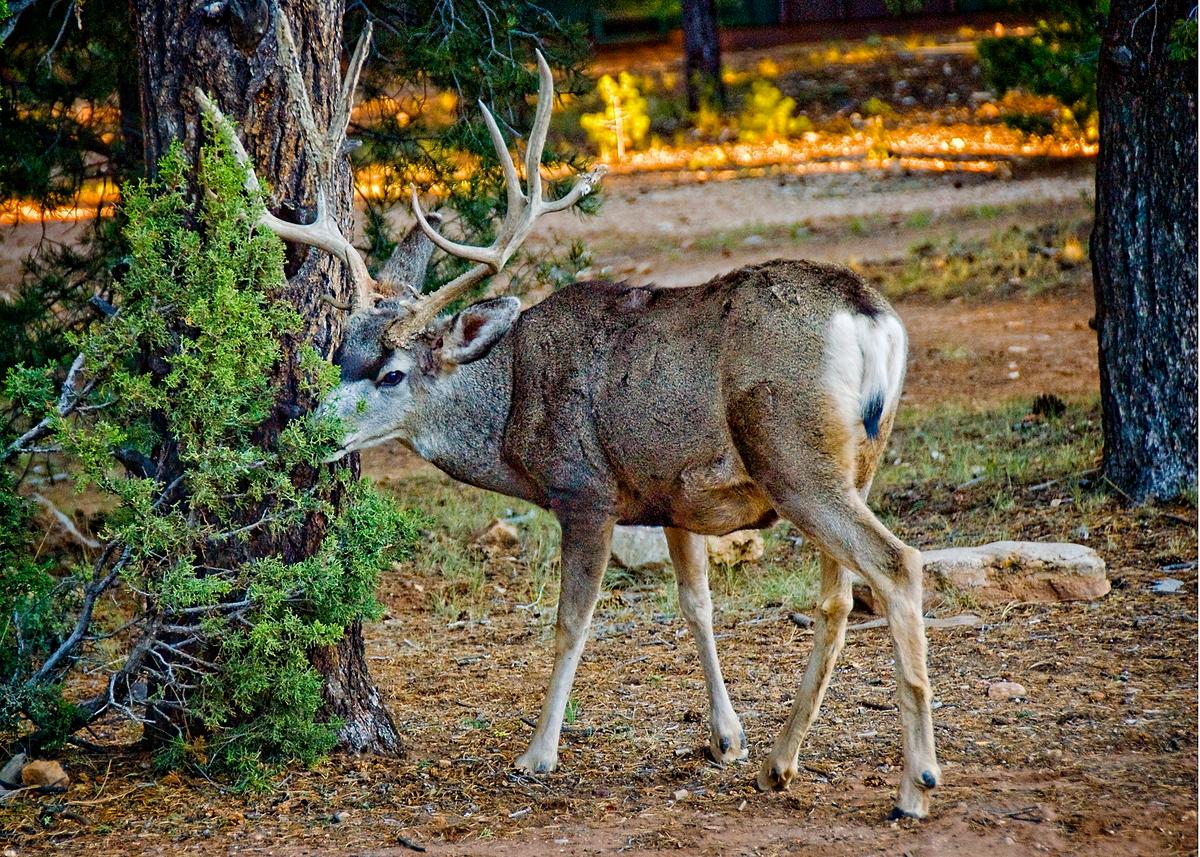 You can experience some impressive wildlife sightings while visiting the Grand Canyon, such as this big buck. (Fred J. Eckert)