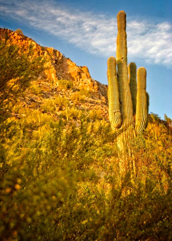 A cactus at the base of Camelback Mountain in Scottsdale on the grounds of one of America’s leading resorts, The Phoenician. (Fred J. Eckert)