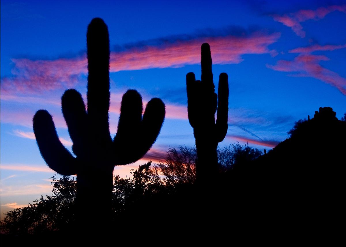 Cacti against the setting sun is a scene evocative of Arizona. (Fred J. Eckert)