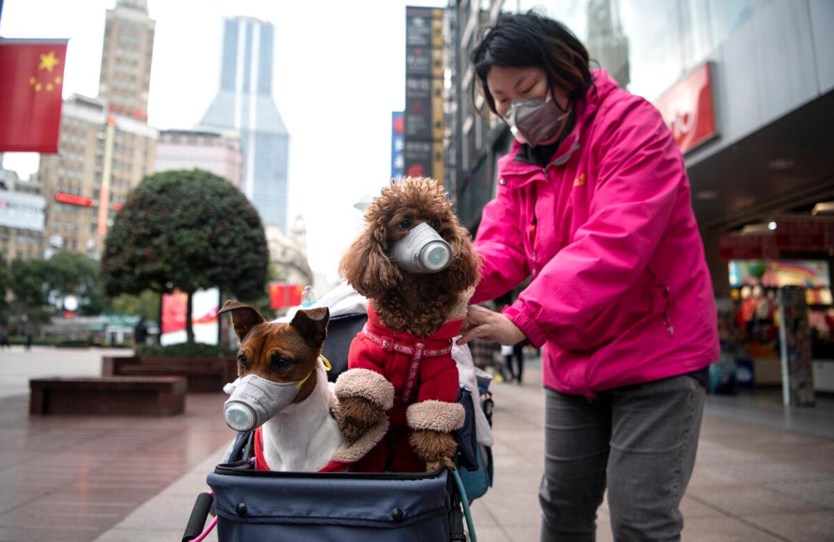 A woman pushes a stroller with two dogs wearing masks along a street in Shanghai, China on Feb. 19, 2020. (Noel Celis/AFP via Getty Images)