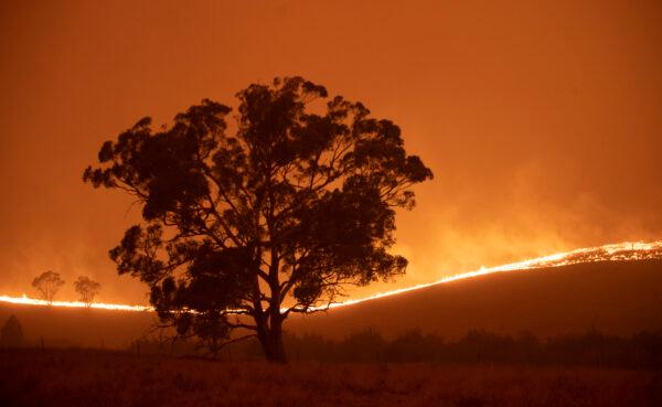 The Clear Range Fire burns near Bredbo North, Near Canberra, Australia on Feb. 1, 2020. (Brook Mitchell/Getty Images)