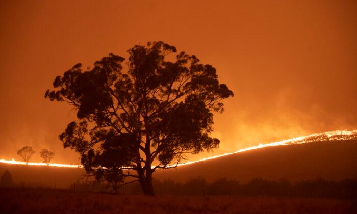 Australia a 'Powder Keg' for Grassfires After Big Wet