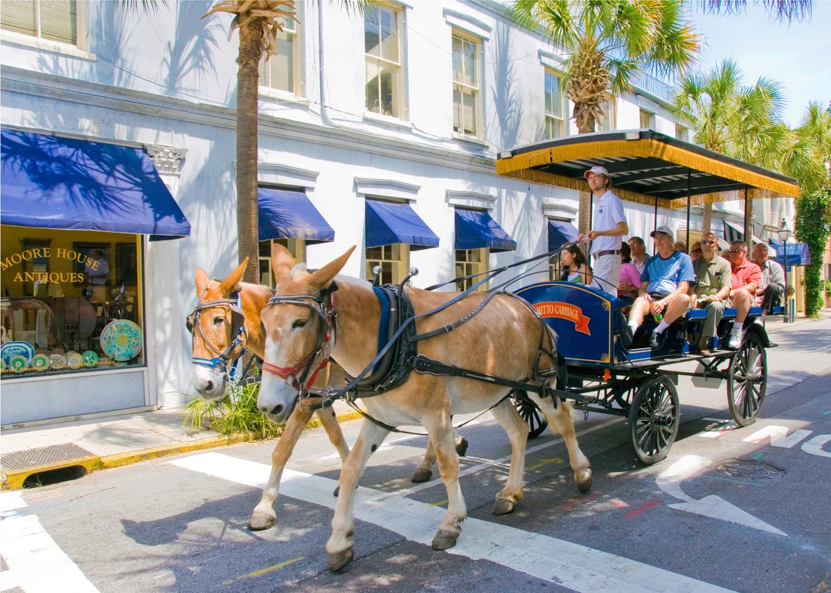 You can learn some interesting facts while taking a carriage tour; it’s an enjoyable way to obtain a good overview of Charleston. (Fred J. Eckert)