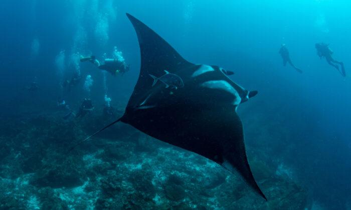 Divers Spot Wounded Manta Ray ‘Asking’ for Help–Then They See Fishhooks and Rush to the Rescue