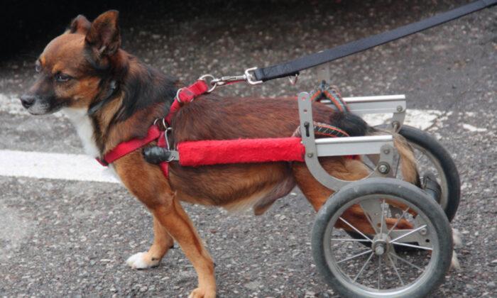 Paralyzed Dog Adopted and Returned to the Shelter 4 Times Before Paralyzed Man Keeps Him for Good