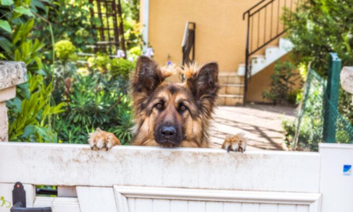 Candid Video Captures Mailman’s Daily Greeting With Neighborhood German Shepherd, and It’s Adorable