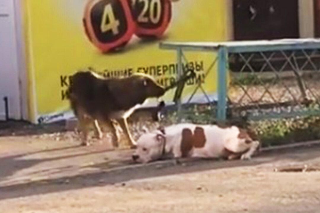 Stray Dog Sees ‘Abandoned’ Dog With Leash Tied to a Fence and ‘Rescues’ His New Friend