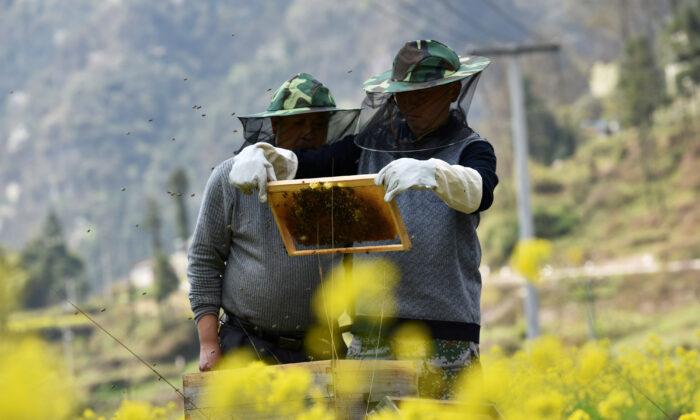 Coronavirus Stings World’s Top Honey Makers With China Beekeepers Locked Down
