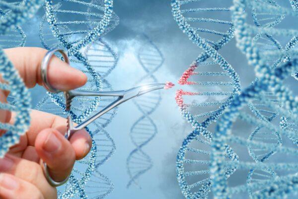 The researchers attempted to determine whether introducing the human-derived TLR7 mutation into mice using a gene-editing tool would cause the rodents to develop lupus. (Natali_ Mis/Shutterstock)