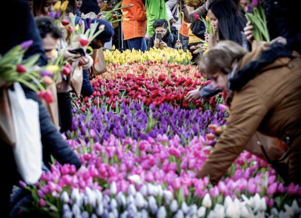 Visitors pick up tulips in Dam Square in Amsterdam during National Tulip Day on Jan. 18, 2020. (Photo by KOEN VAN WEEL/ANP/AFP via Getty Images)