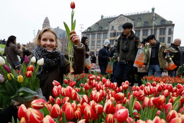People pick free tulips during National Tulip Day in Dam Square in Amsterdam on Jan. 20, 2018. (BAS CZERWINSKI/AFP via Getty Images)