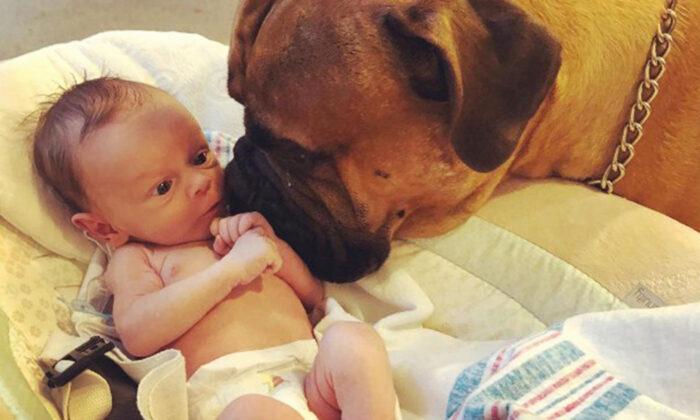 Loyal Bullmastiff Befriends Newborn Baby ‘Brother’ by Bringing Him Favorite Toy Whenever He Cries