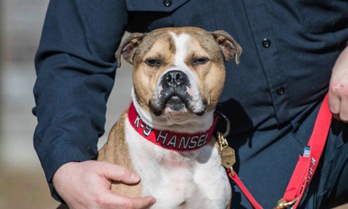 Pit Bull Rescued From Dog-Fighting Ring Becomes First Arson-Detection K9 in the US