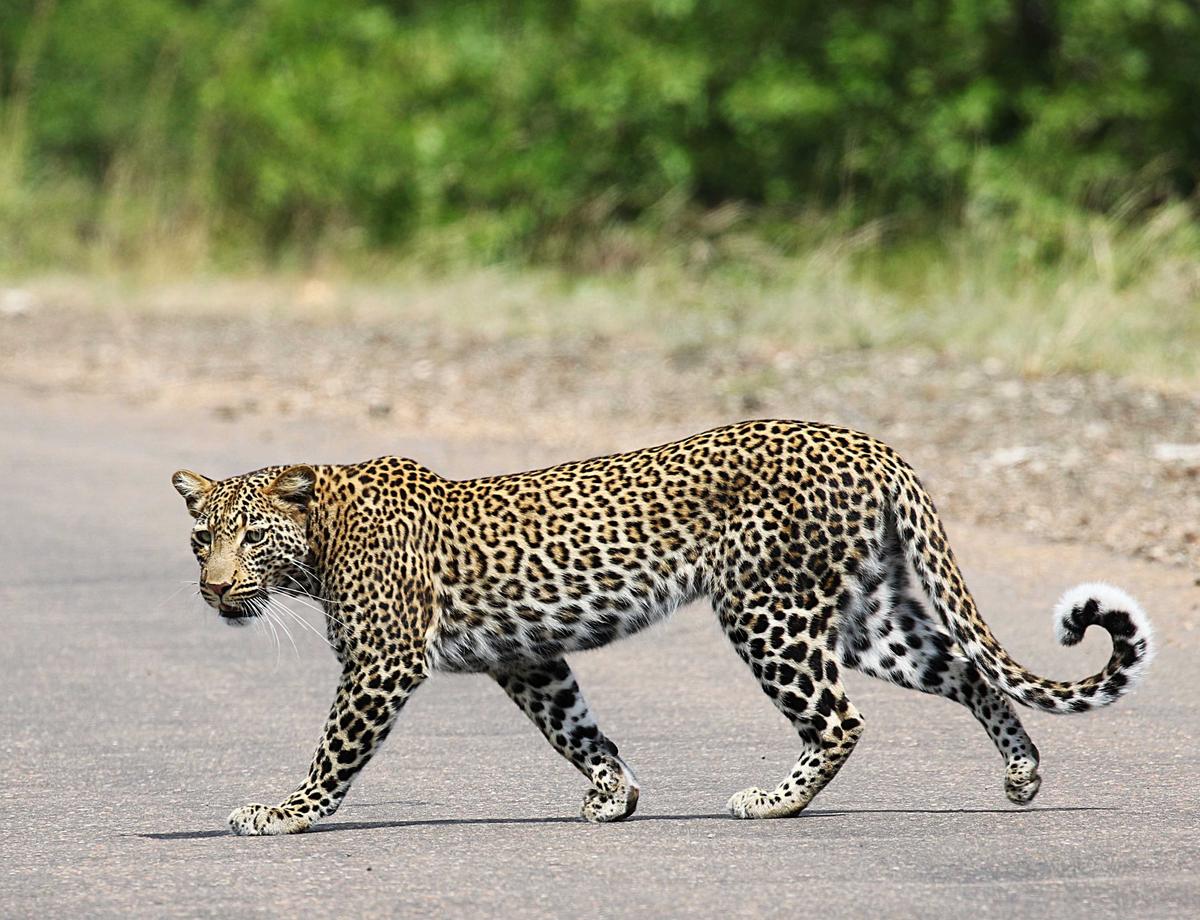 Illustration - Shutterstock | <a href="https://www.shutterstock.com/image-photo/leopard-crossing-road-while-watching-any-650838109">Hennie Briedenhann</a>
