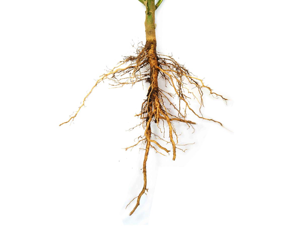 Illustration - Shutterstock | <a href="https://www.shutterstock.com/image-photo/roots-plant-isolated-on-white-background-1371228764">Ngukiaw</a>