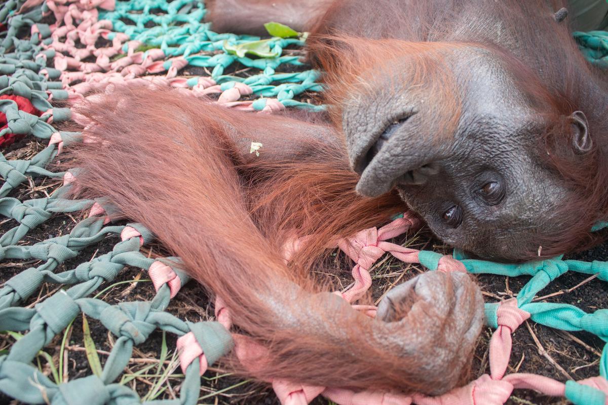 Shot, starving orangutan was rescued by IAR in November 2019. (Photo courtesy of <a href="https://www.internationalanimalrescue.org/">International Animal Rescue</a>)