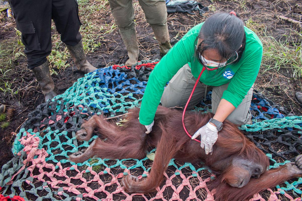 The malnourished orangutan had airgun pellets lodged in her back and thighs. (Photo courtesy of <a href="https://www.internationalanimalrescue.org/">International Animal Rescue</a>)
