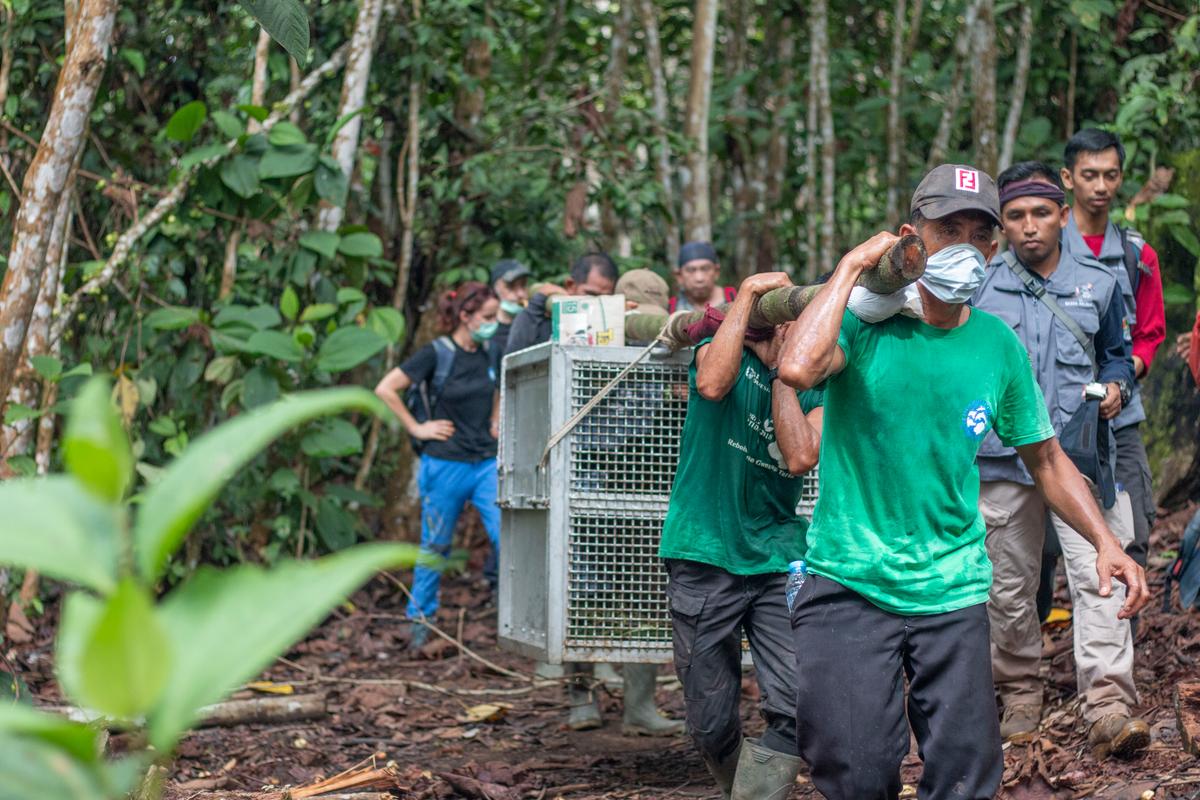 Epen was released on Jan. 20, 2020, into the protected forest of Gunung Tarak. (Photo courtesy of <a href="https://www.internationalanimalrescue.org/">International Animal Rescue</a>)
