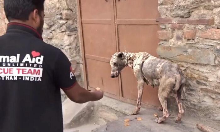 Stray, Mangy Dog With Horrible Crusted Skin Undergoes Incredible Transformation After Being Rescued