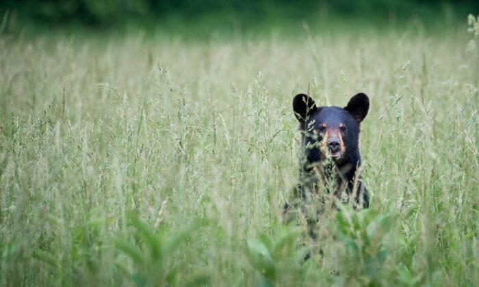 Florida Wildlife Agency Investigating Black Bear Shooting
