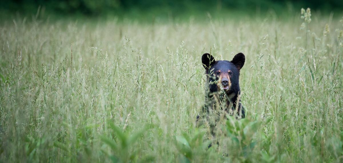A black bear in Cades Cove. (Jason Eldridge/Shutterstock)