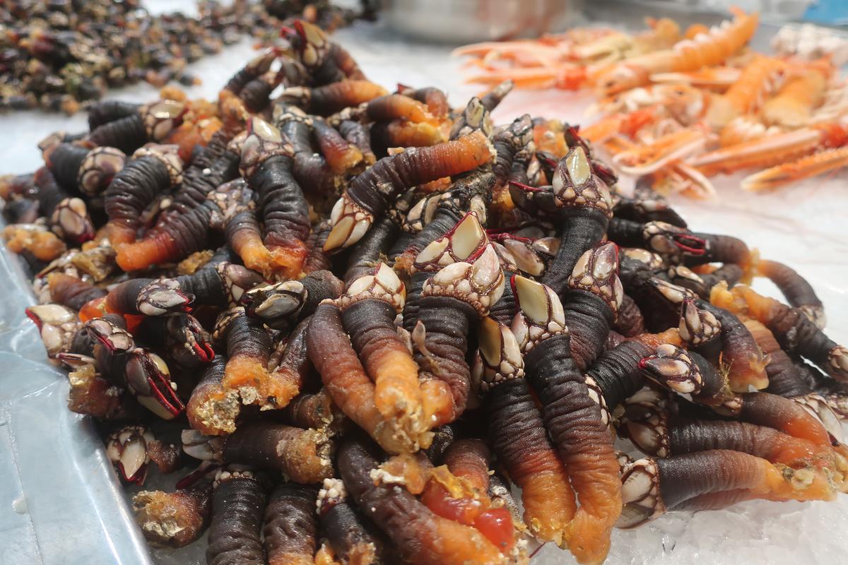 Gooseneck barnacles—an unusual-looking delicacy. (Kevin Revolinski)