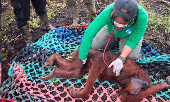Shot, Starving Orangutan Makes Amazing Recovery, Highlights Plight of Rainforest Wildlife