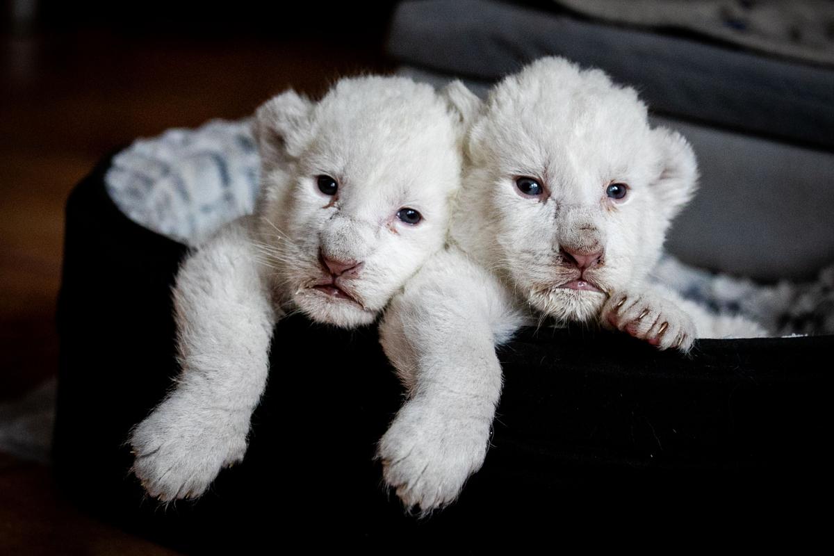 The two white lion cubs, named Nala and Simba, were born at the end of July 2019. (LOU BENOIST/AFP via Getty Images)